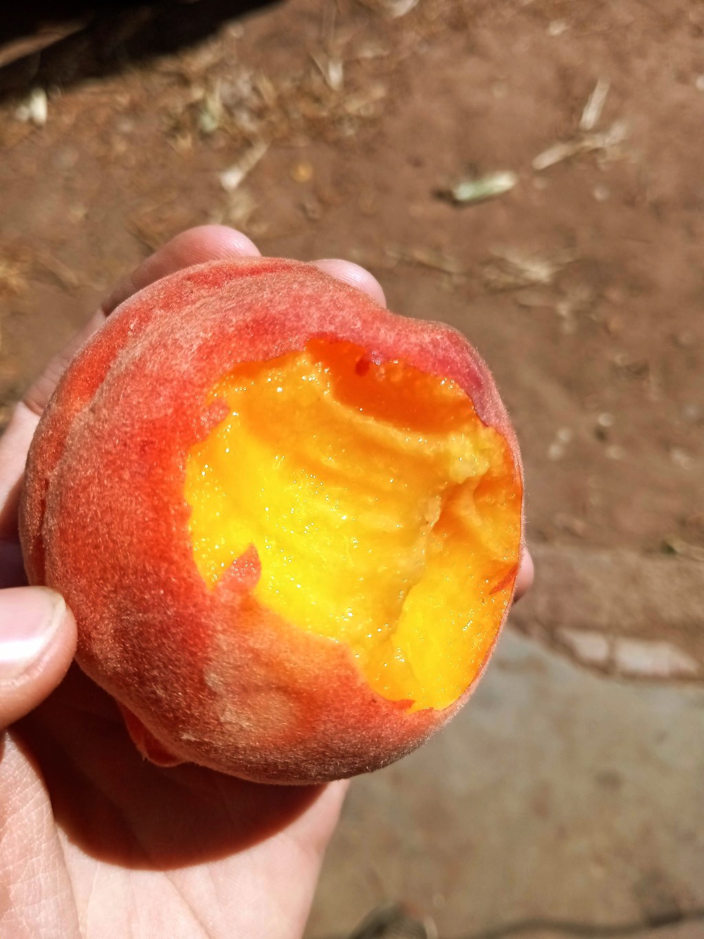 Georgia, South Carolina 2023 Peach Crop Loss Likely to Impact Colorado Palisade Peach Prices,&nbsp;Availability