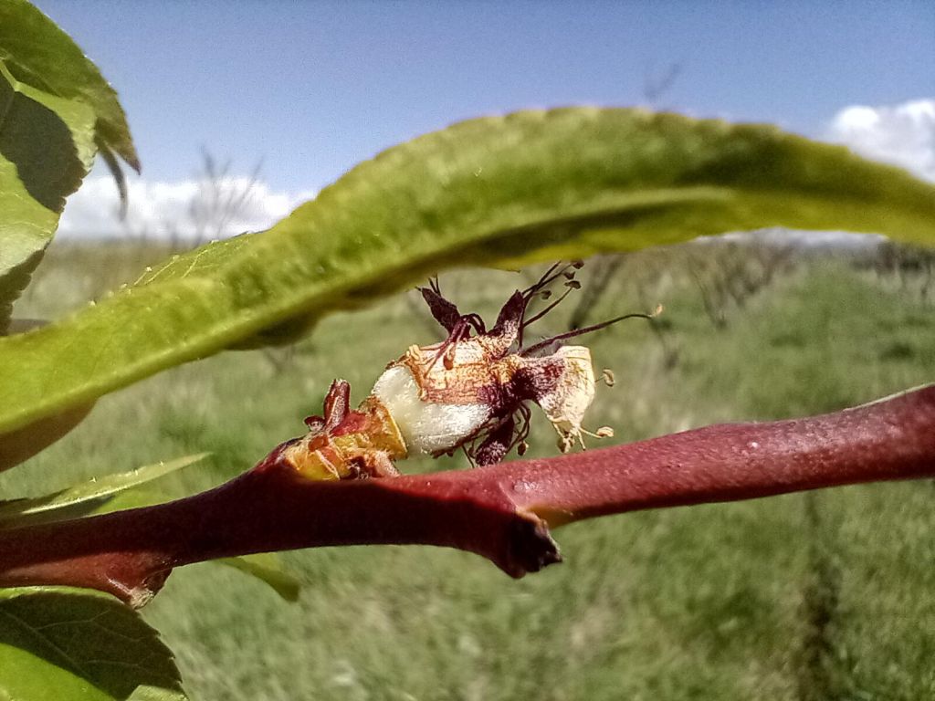 Did the 2023 Colorado Palisade Peach Crop Survive the April Cold&nbsp;Snap?