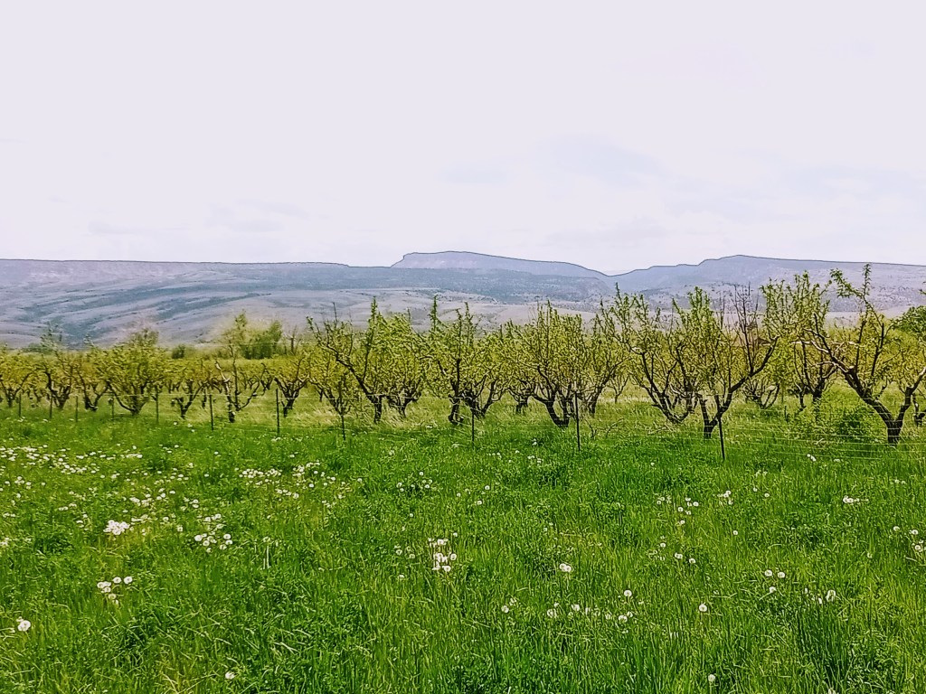 The Colorado Peach Company&nbsp;Orchards