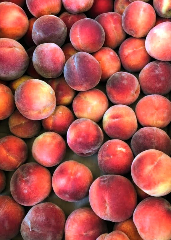 2023 Colorado Peach Harvest In Full&nbsp;Swing