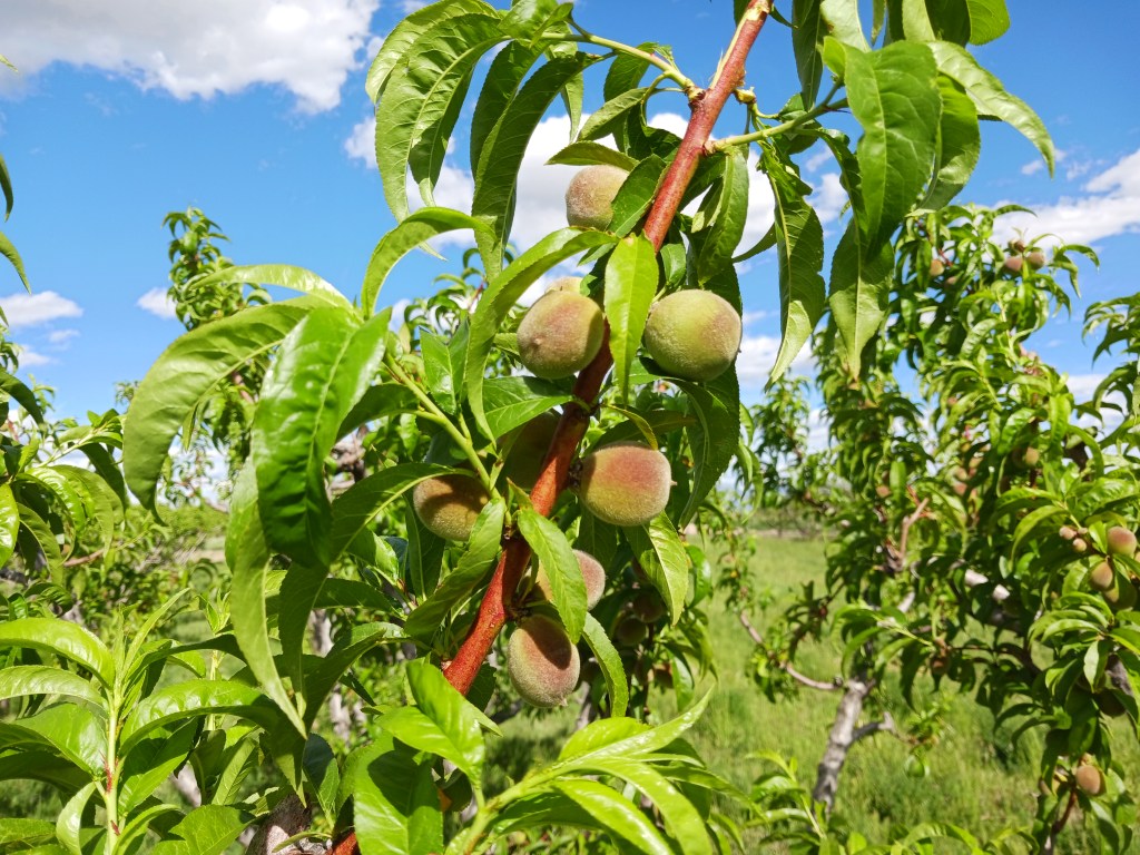 Why Palisade Peaches are in the Supermarkets a Month Before Farmers&nbsp;Markets
