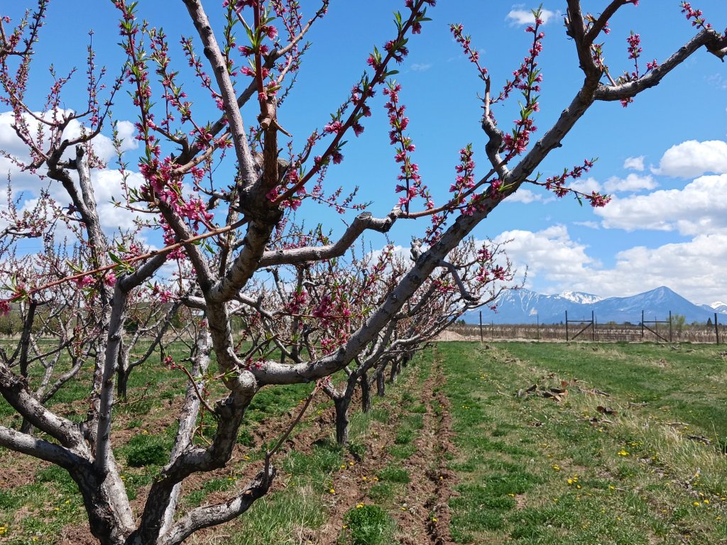 Will There Be Palisade Peaches This&nbsp;Year?