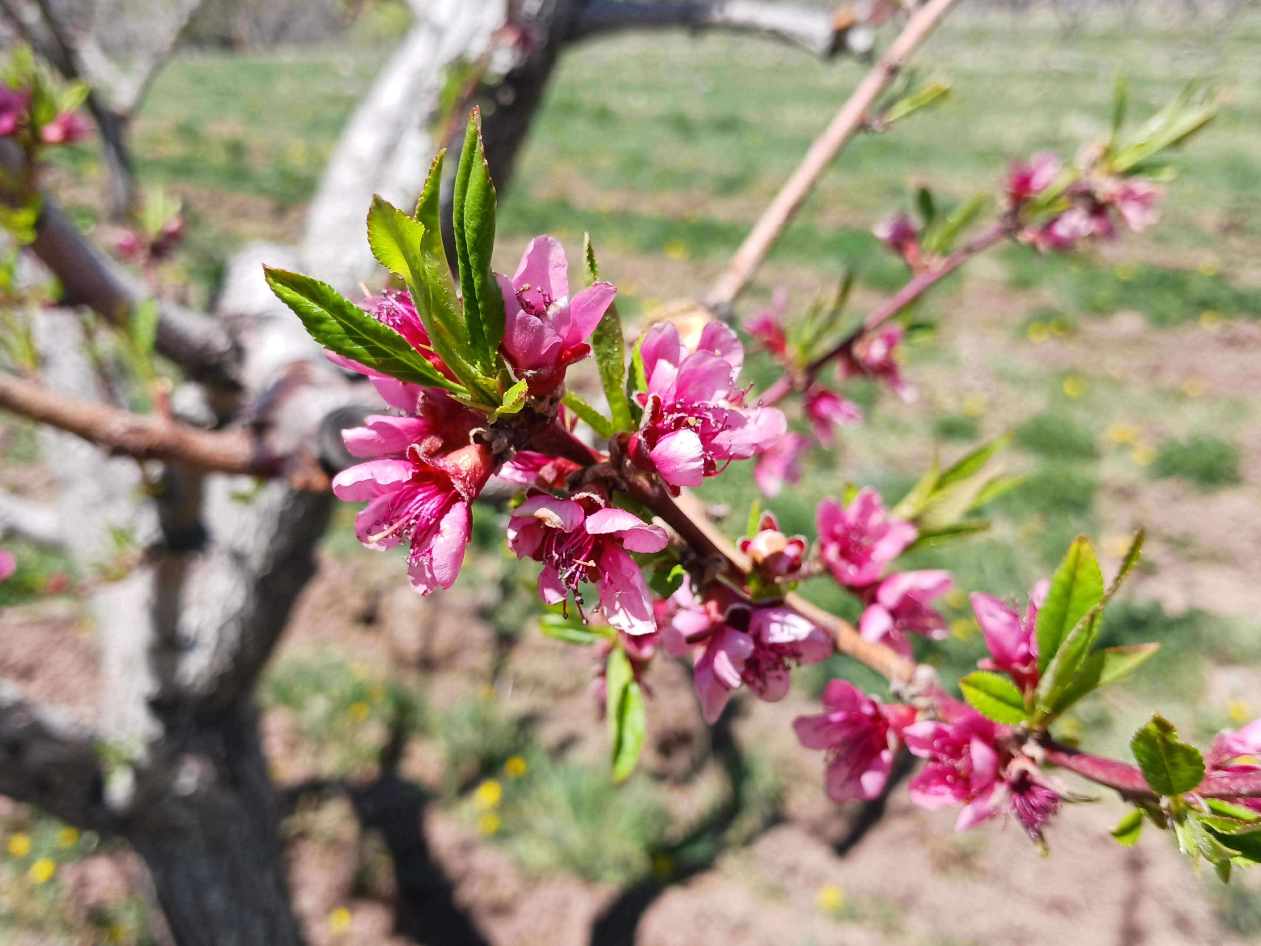 Palisade peach blossoms