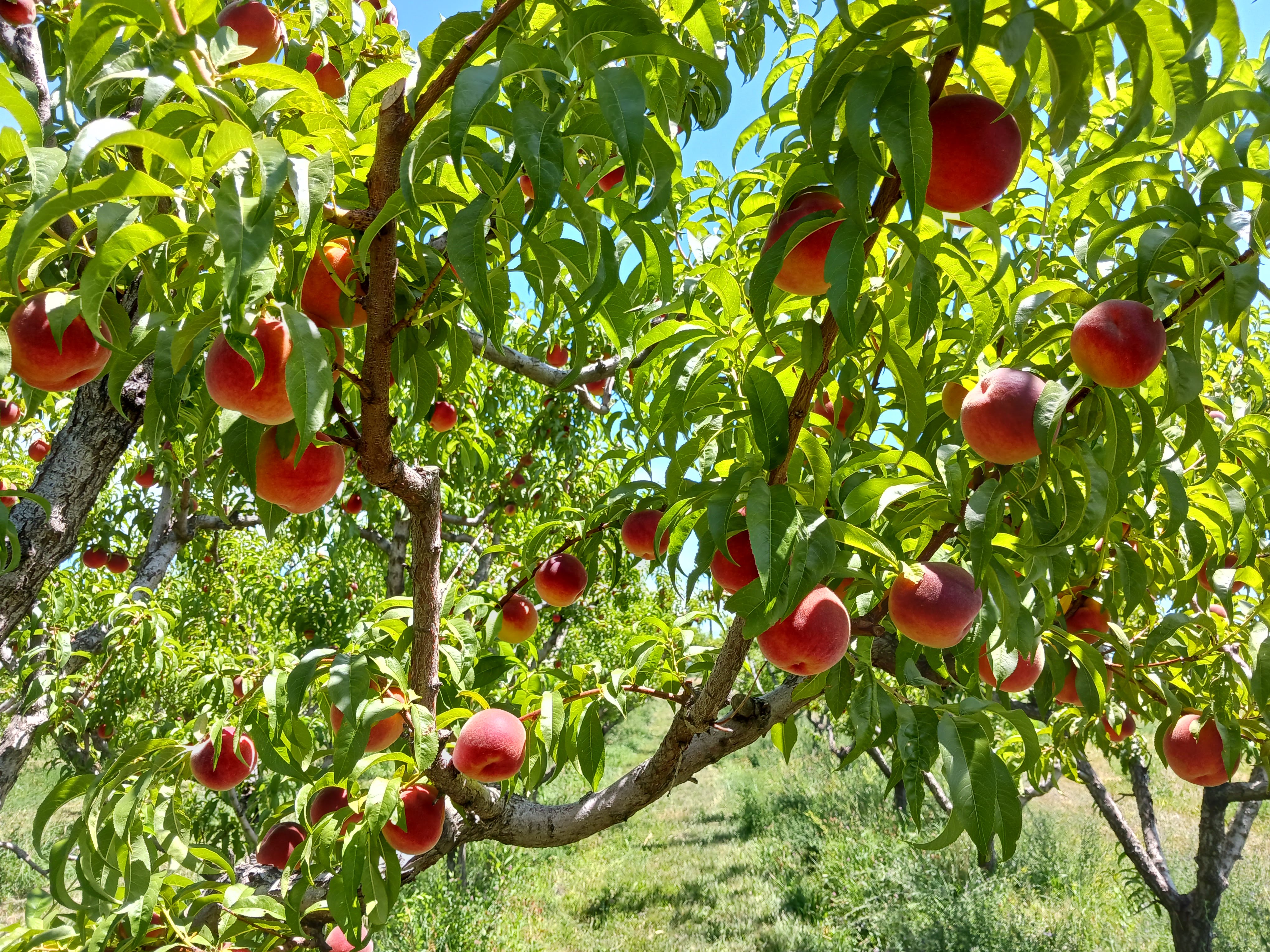 Palisade peaches growing on a tree